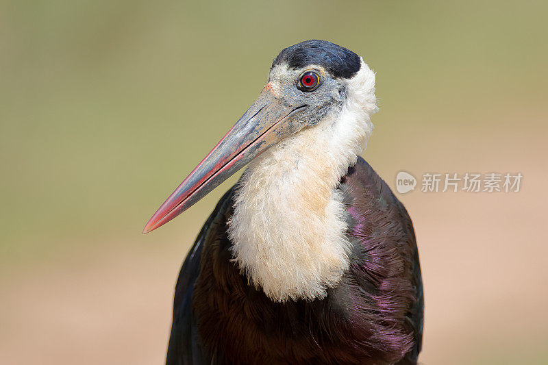 鹳鸟:成年亚洲毛颈鹳或亚洲毛颈鹳(Ciconia episcopus)